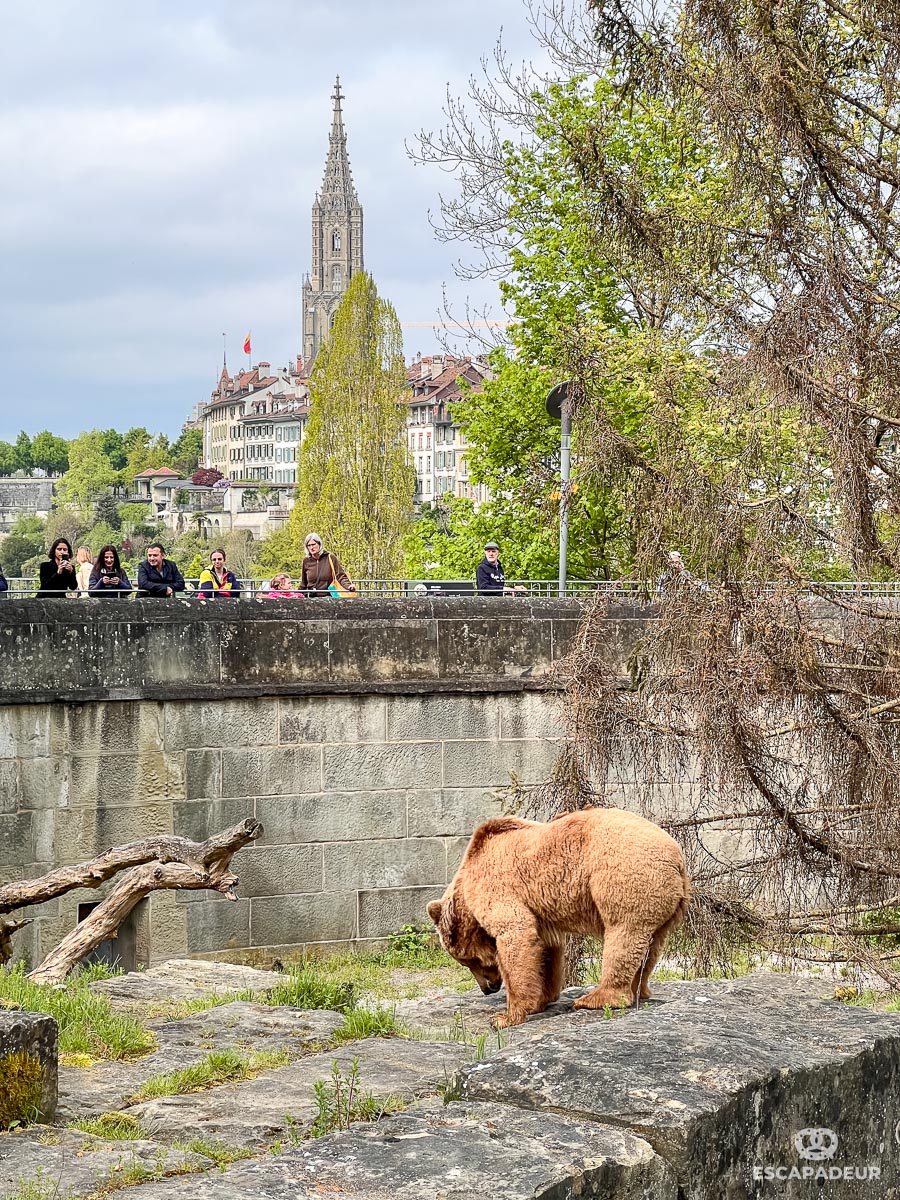 Berne - Fosse aux Ours