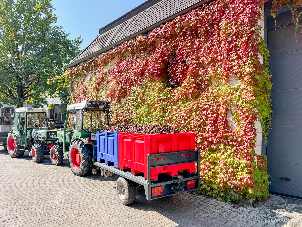 Schweigen Weingut Becker