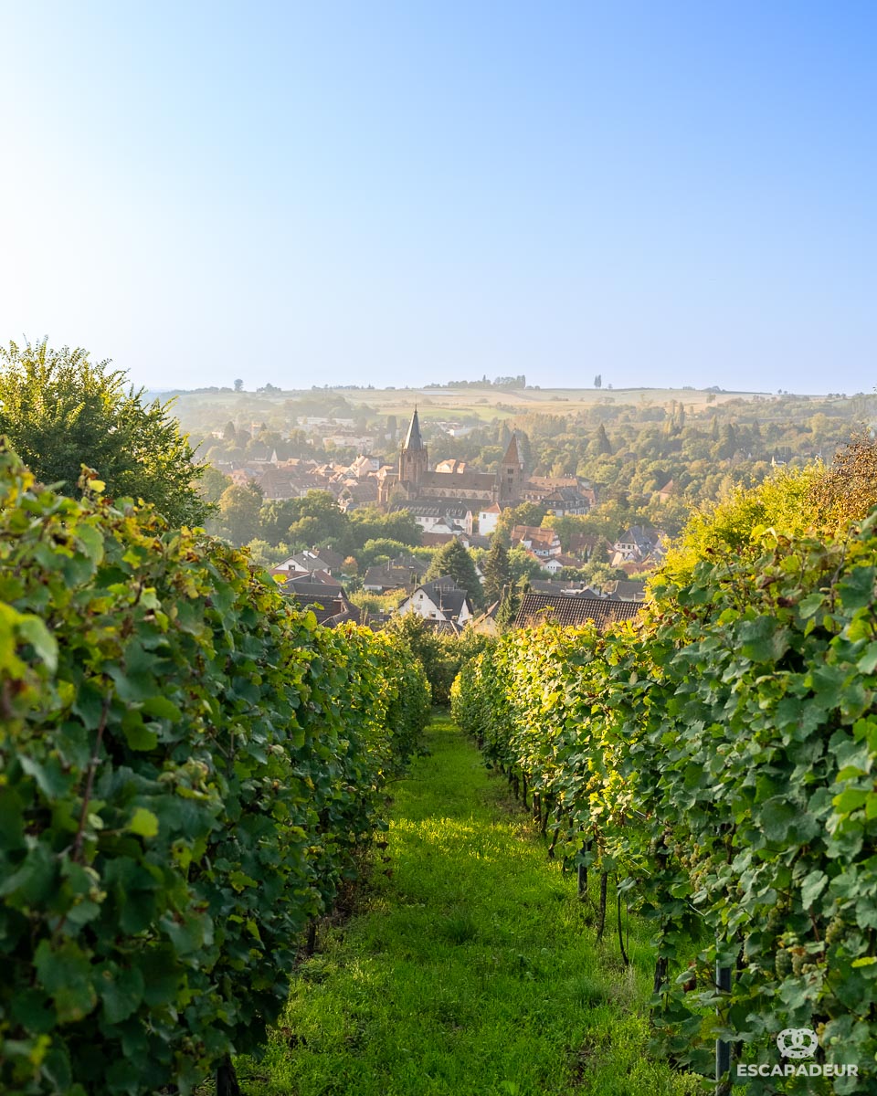 Wissembourg vue depuis son vignoble