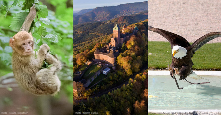 Montagne des Singes | Haut-Kœnigsbourg | Volerie des Aigles