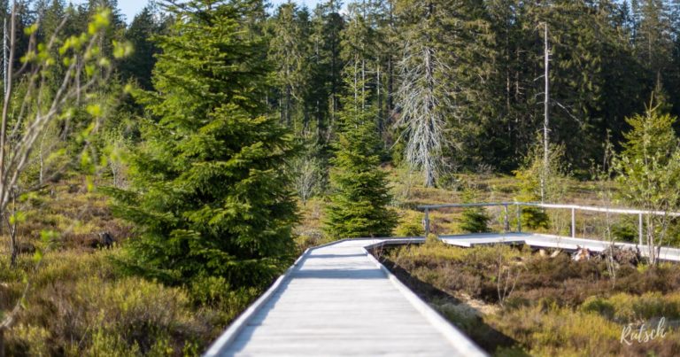 Lotharpfad randonnée Forêt Noire