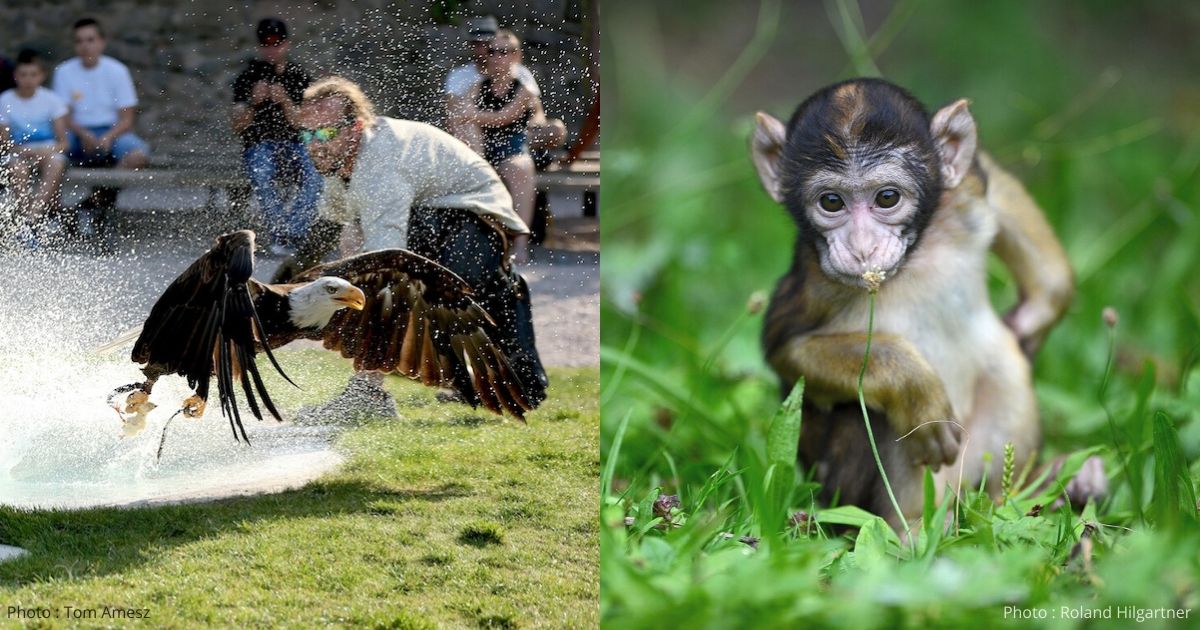 Volerie des Aigles et Montagne des Singes