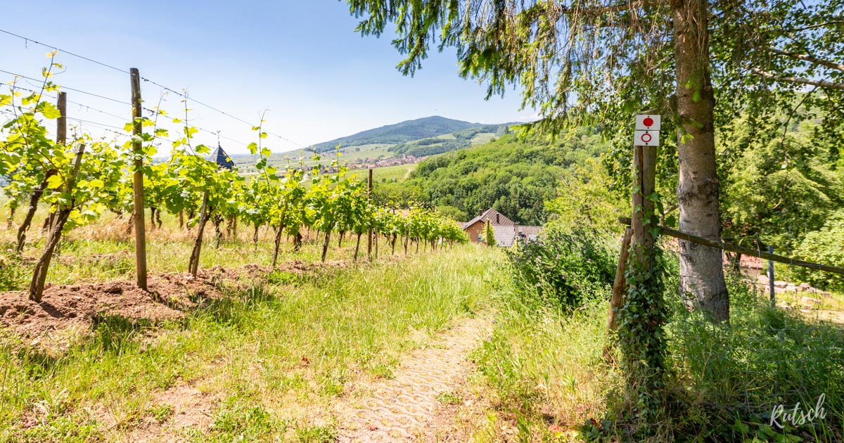 Belvédère d'Itterswiller et balisages