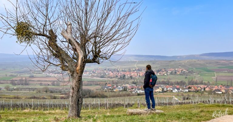 Rando Fort de Mutzig et sentier des Roches