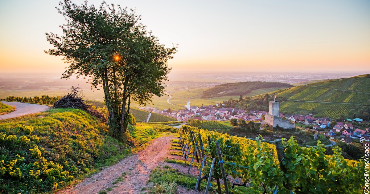 Vignoble d'Alsace Katzenthal - Tristan Vuano pour le CIVA