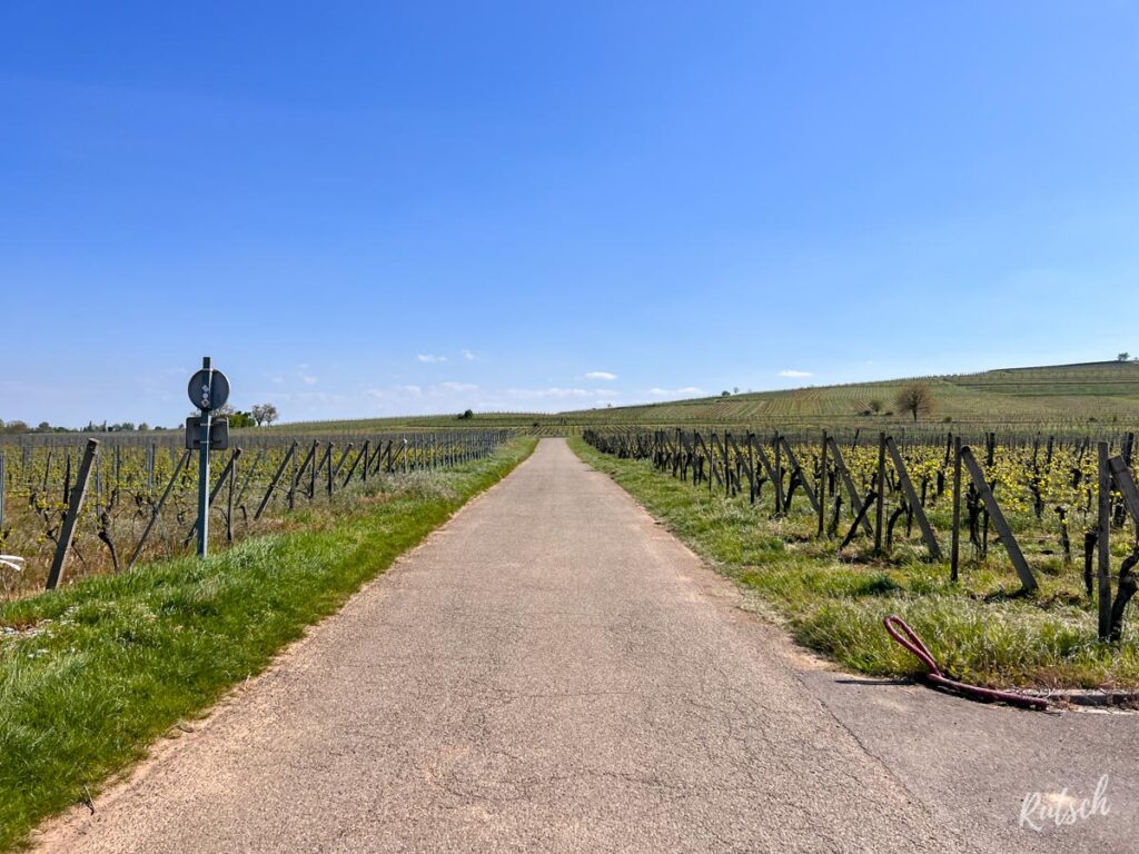 Route des Vins d'Alsace à vélo - Colmar Eguisheim Rouffach