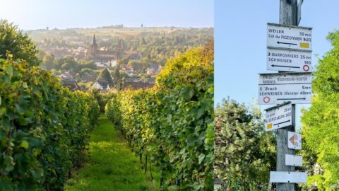 Cover - Wissembourg circuit vignoble sans frontière