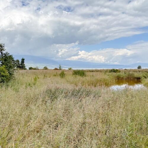 Estavayer-le-Lac - Grande Cariçaie
