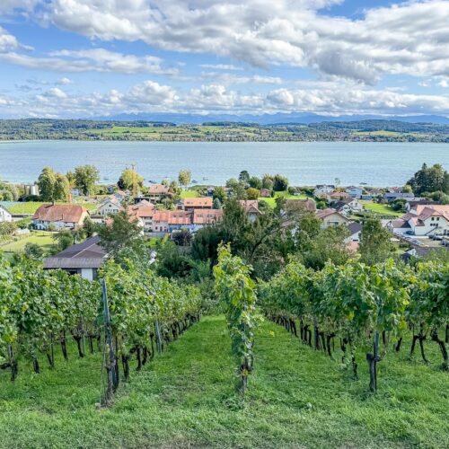 Lac de Morat - Vignoble du Vully