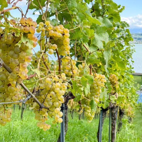 Lac de Morat - Vignoble du Vully