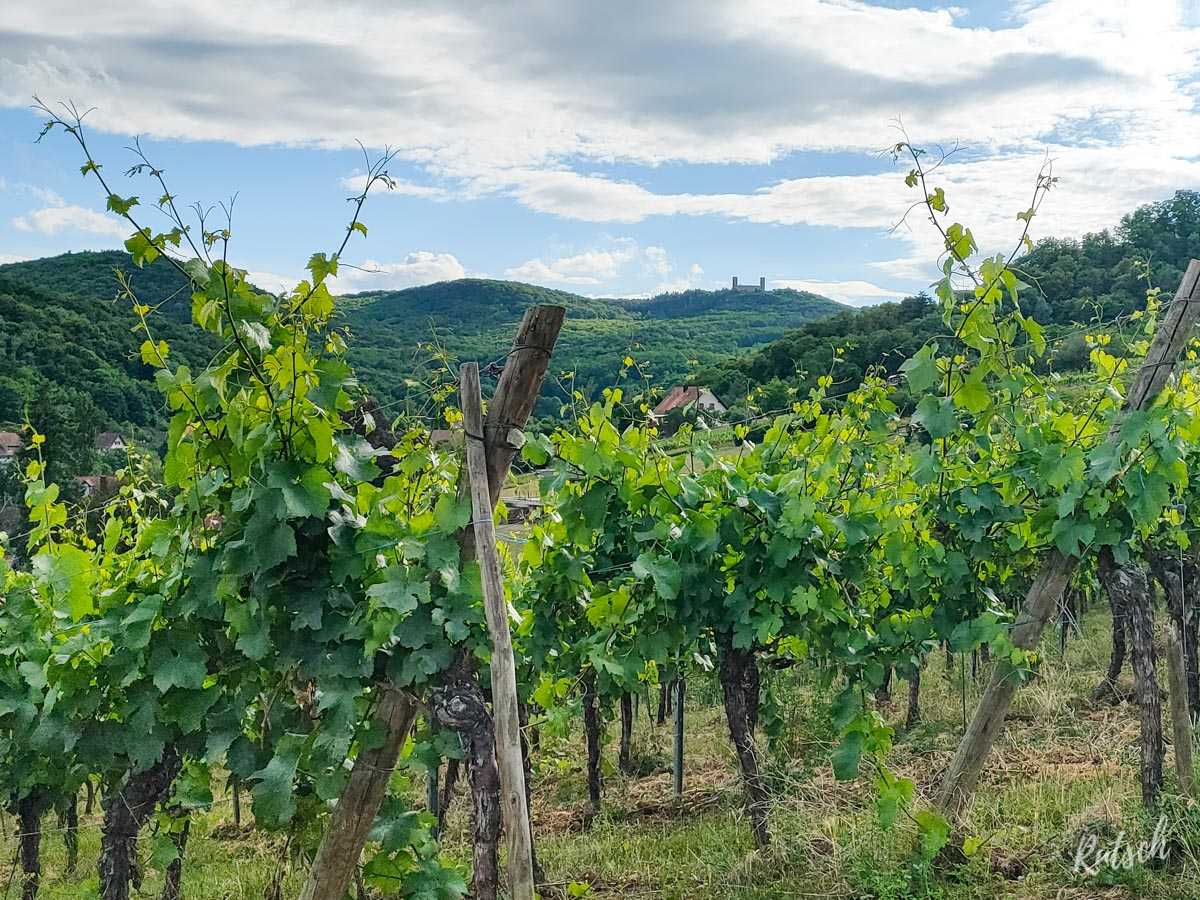 Château d'Andlau depuis le vignoble de Barr
