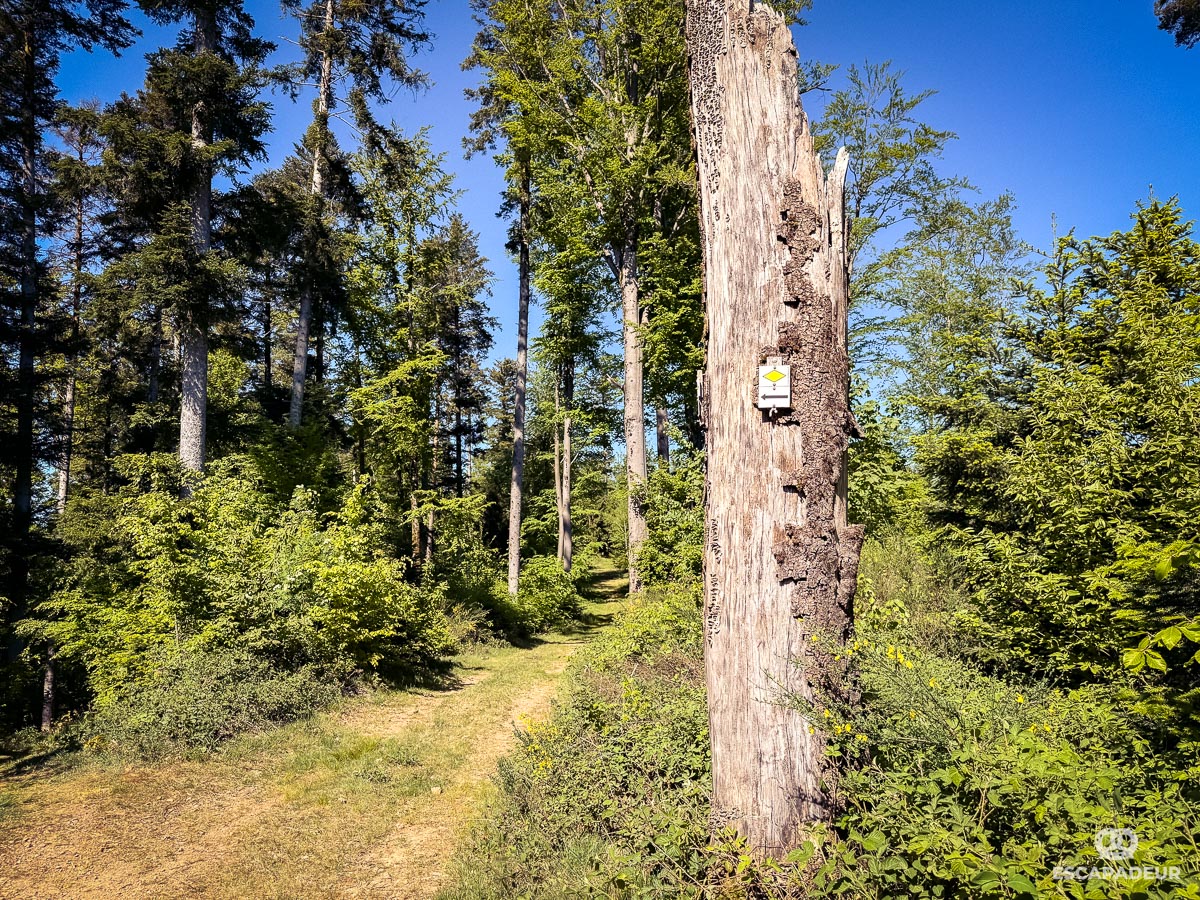 Haslach im Kinzigtal - Randonnée en Forêt-Noire - Balisage