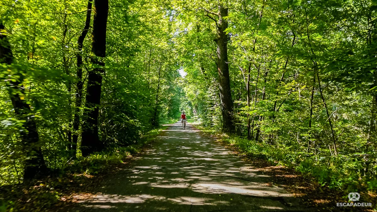 Haguenau Forêt d Exception