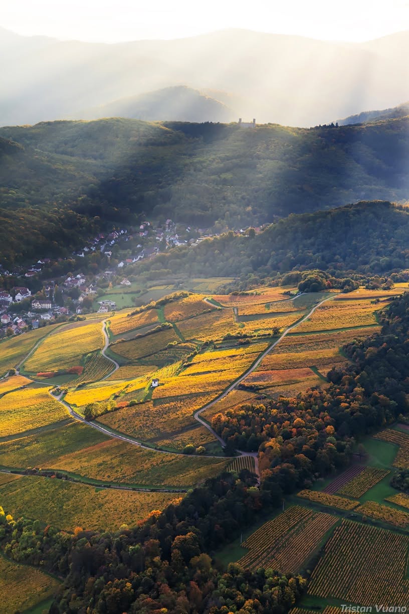 Chateau du Haut Andlau depuis le vignoble d Alsace - Tristan Vuano