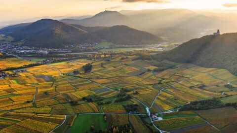 Haut-Kœnigsbourg depuis la Route des Vins d Alsace - Tristan Vuano