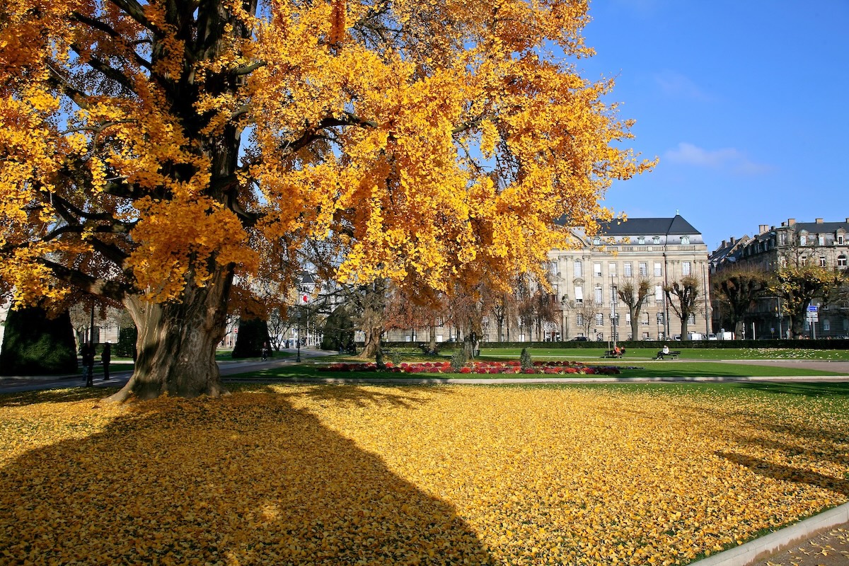 Strasbourg - Gingko biloba de la place de la République © Christophe Hamm - OTSR